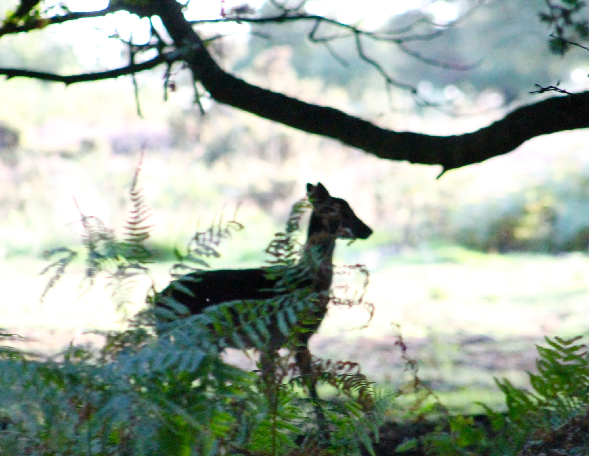 Canon EF75-300mm f/4-5.6 sample photo. Fallow dear foraging on the chase photography