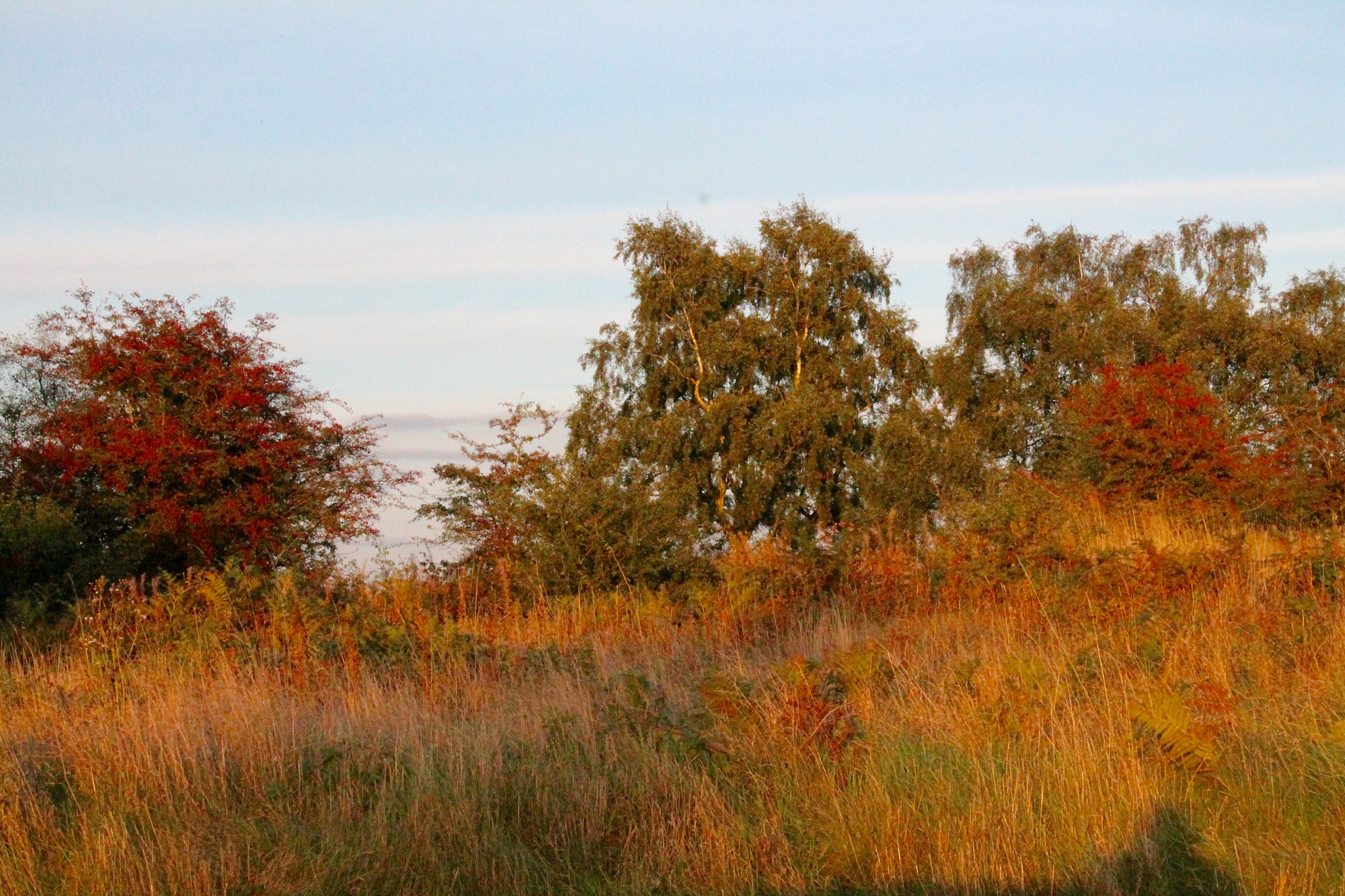 Canon EF-S 18-55mm F3.5-5.6 III sample photo. Heavily berried trees soaking up last rays of sunlight photography