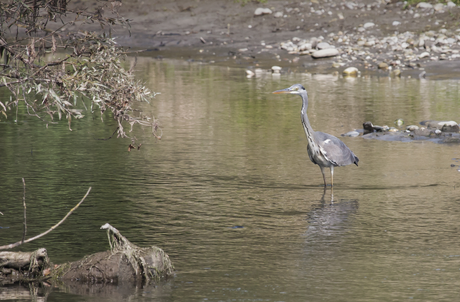 Canon EOS 40D + Canon EF 100-400mm F4.5-5.6L IS USM sample photo. Airone in predazione photography