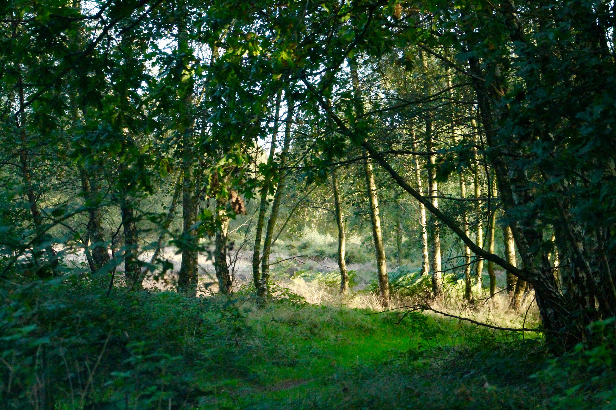 Canon EF75-300mm f/4-5.6 sample photo. Pristine woodland photography