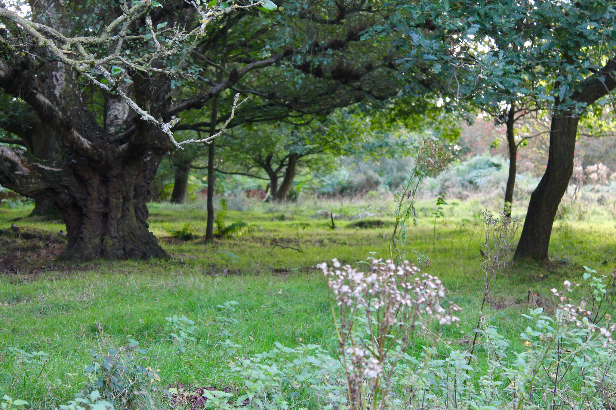 Canon EOS 1100D (EOS Rebel T3 / EOS Kiss X50) + Canon EF-S 18-55mm F3.5-5.6 III sample photo. Ancient woodland on cannock chase photography