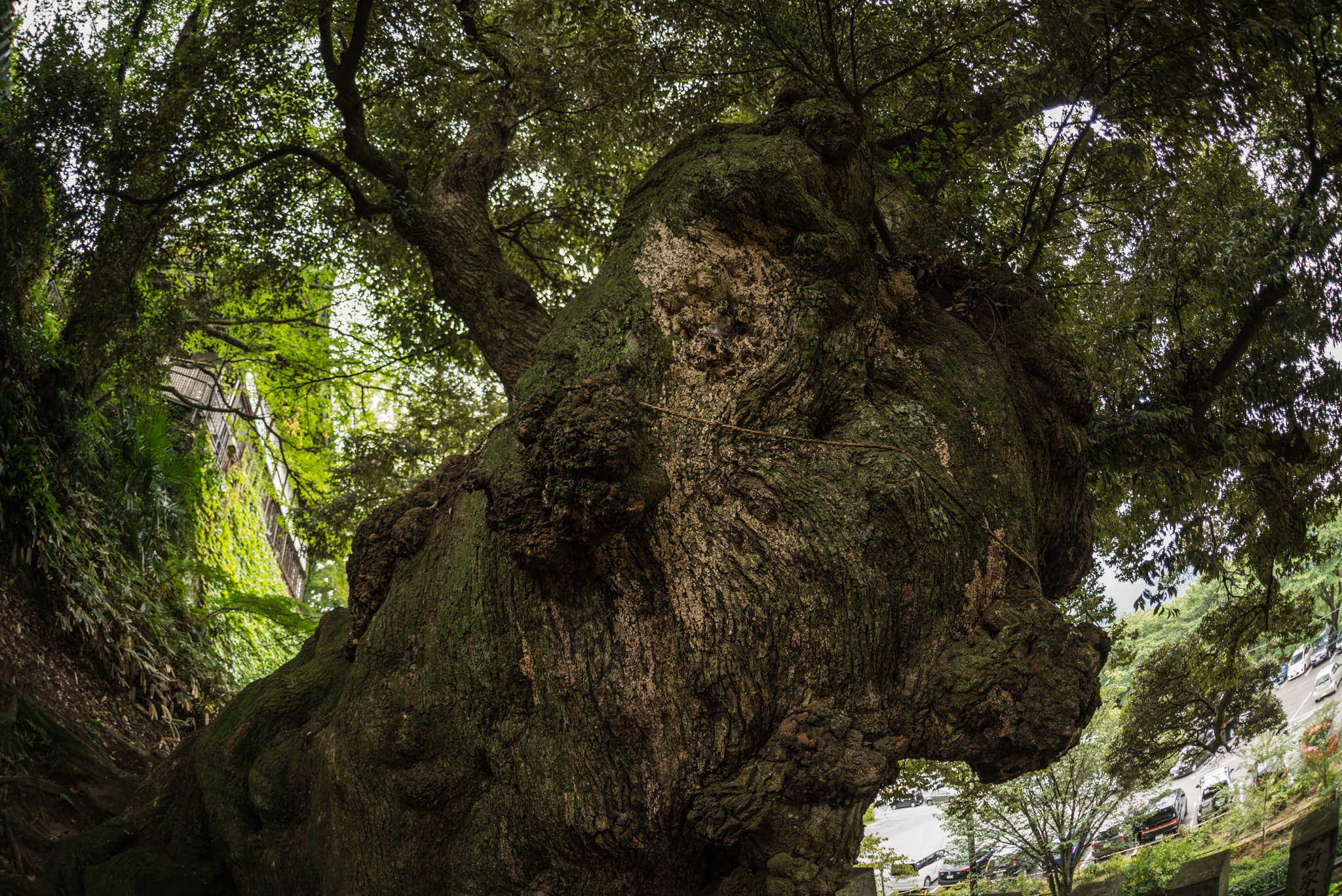 Nikon D800E + Sigma 15mm F2.8 EX DG Diagonal Fisheye sample photo. Big tree photography