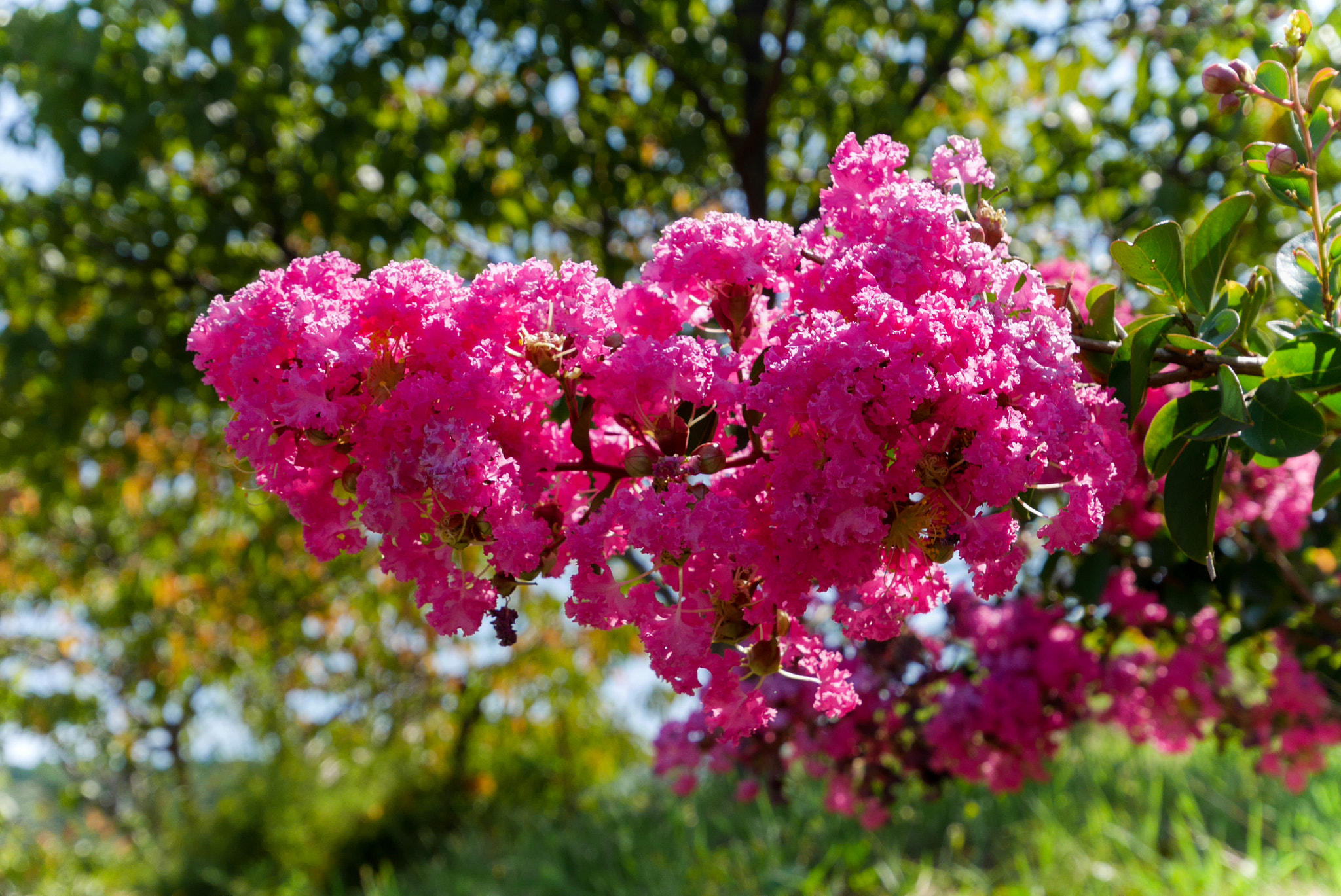 Panasonic Lumix DMC-GM5 sample photo. Summer flowers photography