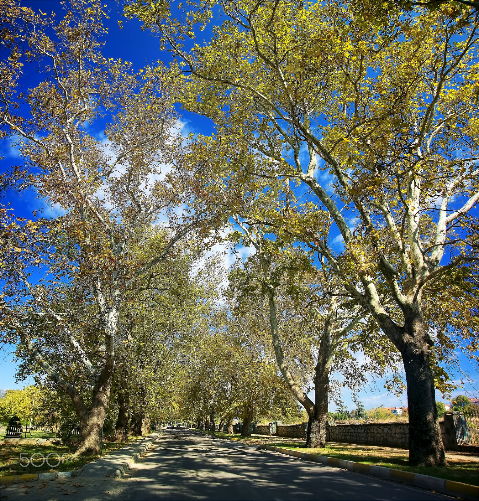 Nikon D800E sample photo. Çınar ağaçları ve sonbahar-platanaceae and autumn photography