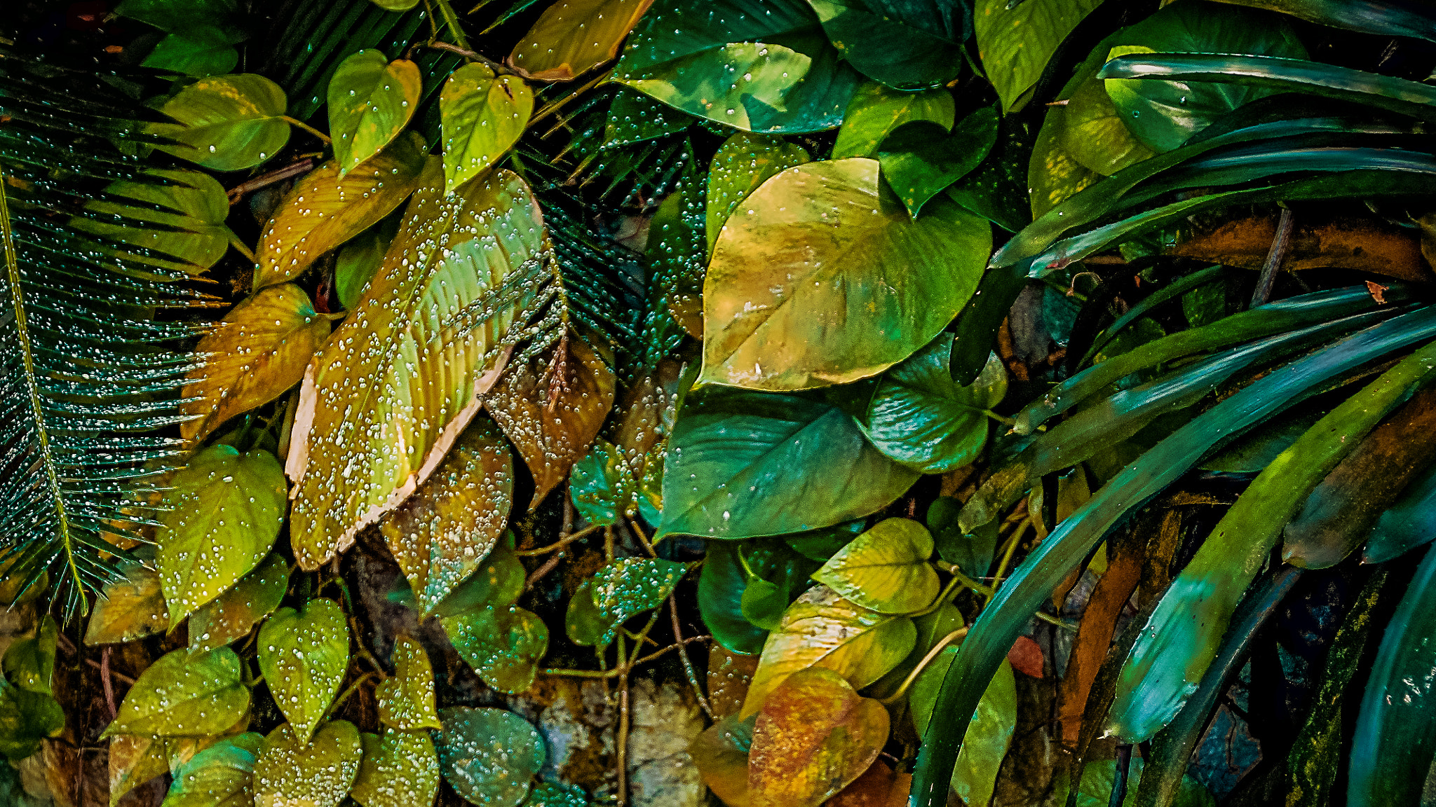 Canon TS-E 90mm F2.8 Tilt-Shift sample photo. Summer leaves; autumn falls in photography