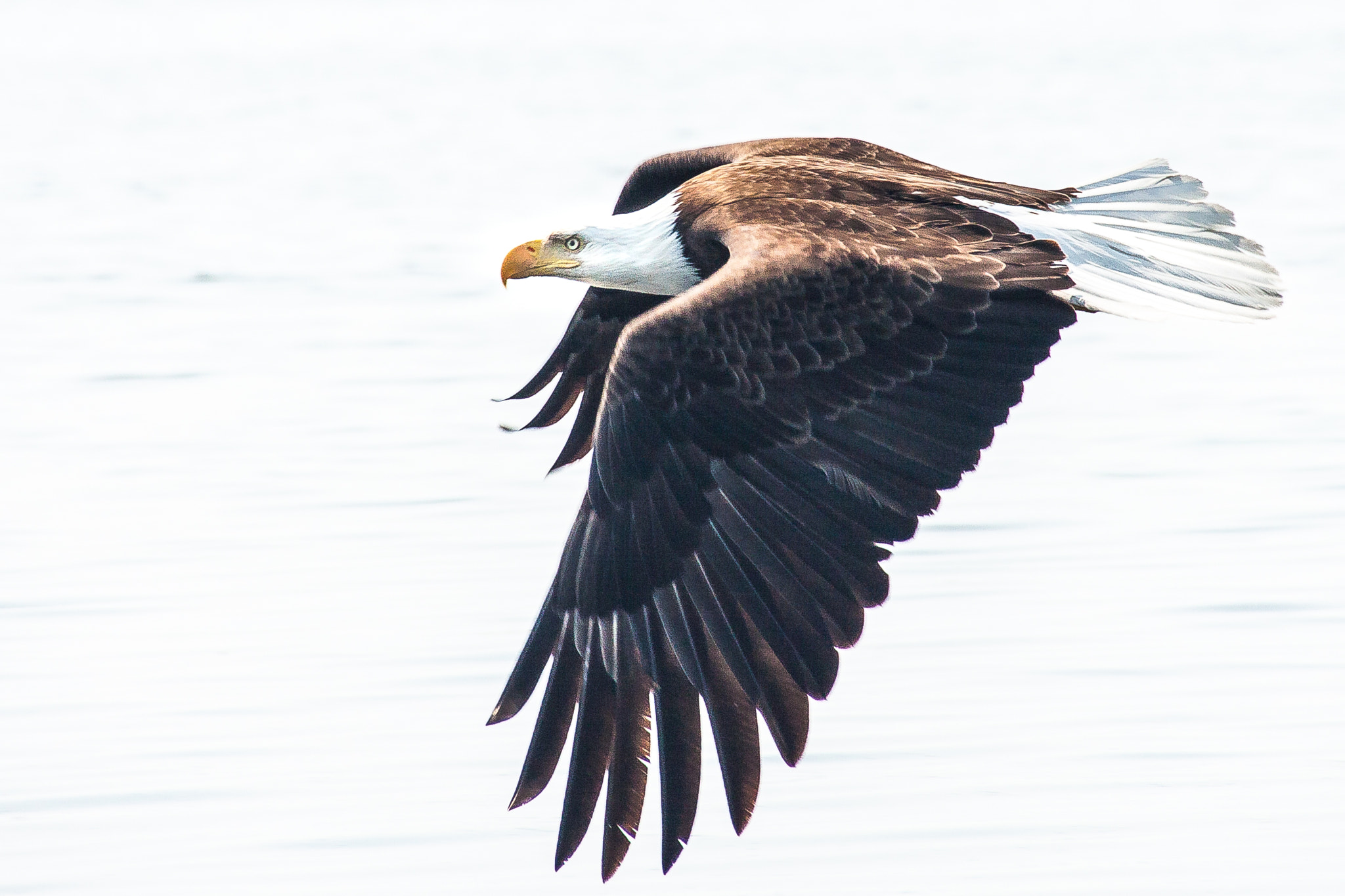 Sigma 18-250mm F3.5-6.3 DC OS HSM sample photo. Bald eagle on savary #2 photography
