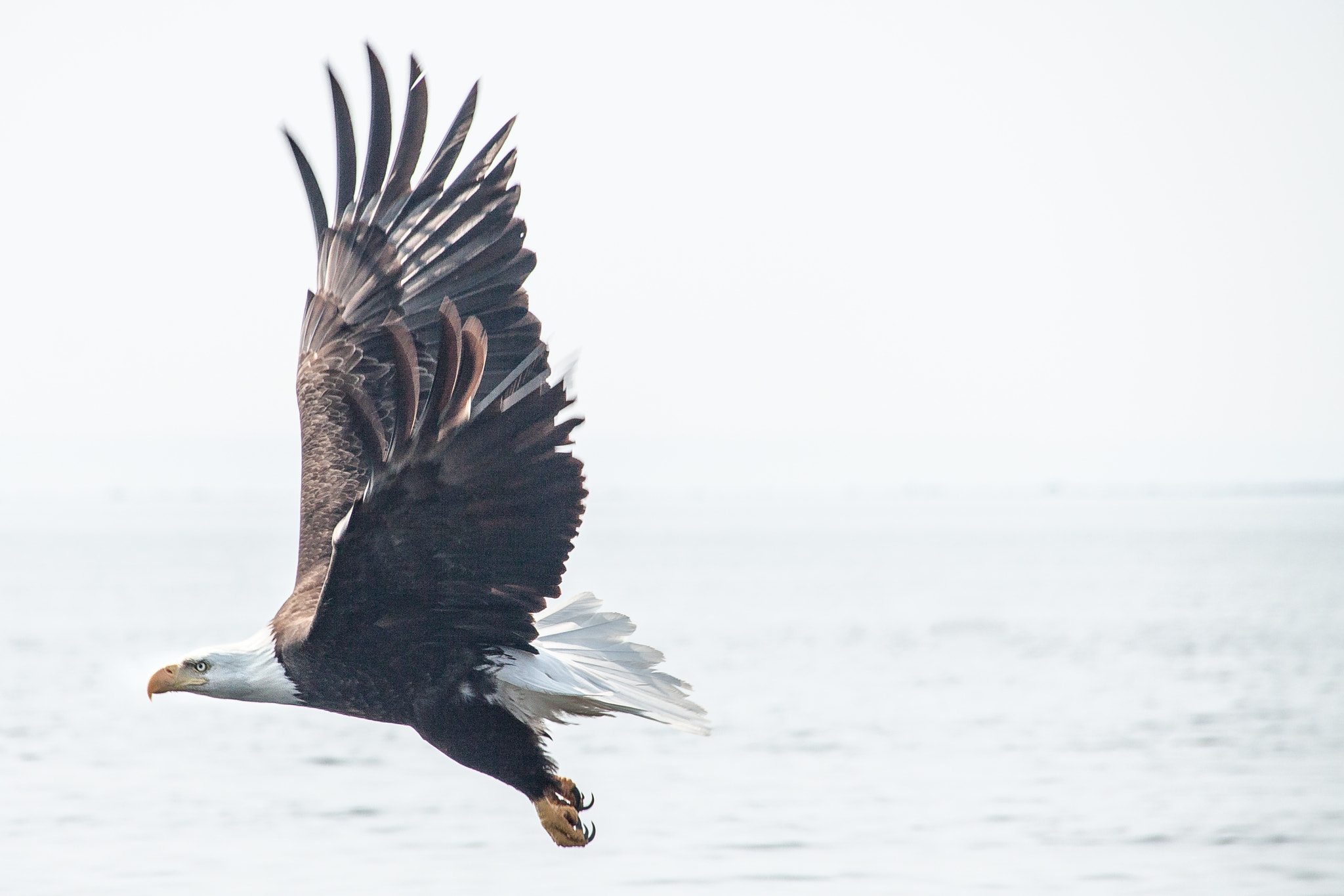 Canon EOS 50D + Sigma 18-250mm F3.5-6.3 DC OS HSM sample photo. Eagle in flight #1 photography