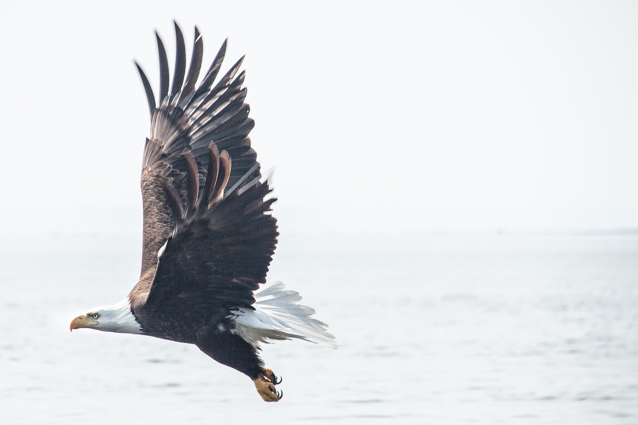 Sigma 18-250mm F3.5-6.3 DC OS HSM sample photo. Eagle in flight #1 photography
