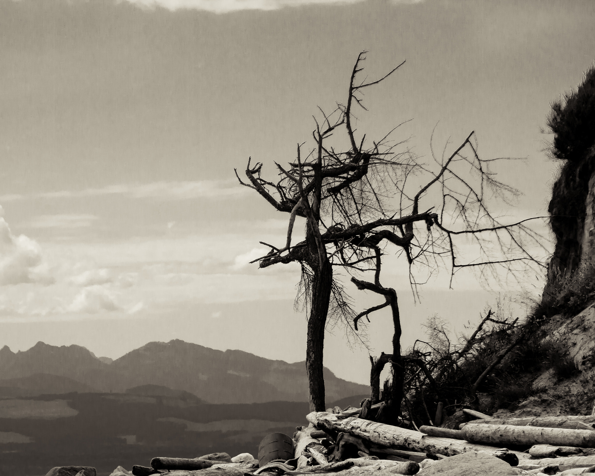 Sigma 18-250mm F3.5-6.3 DC OS HSM sample photo. Stark tree on savary island photography