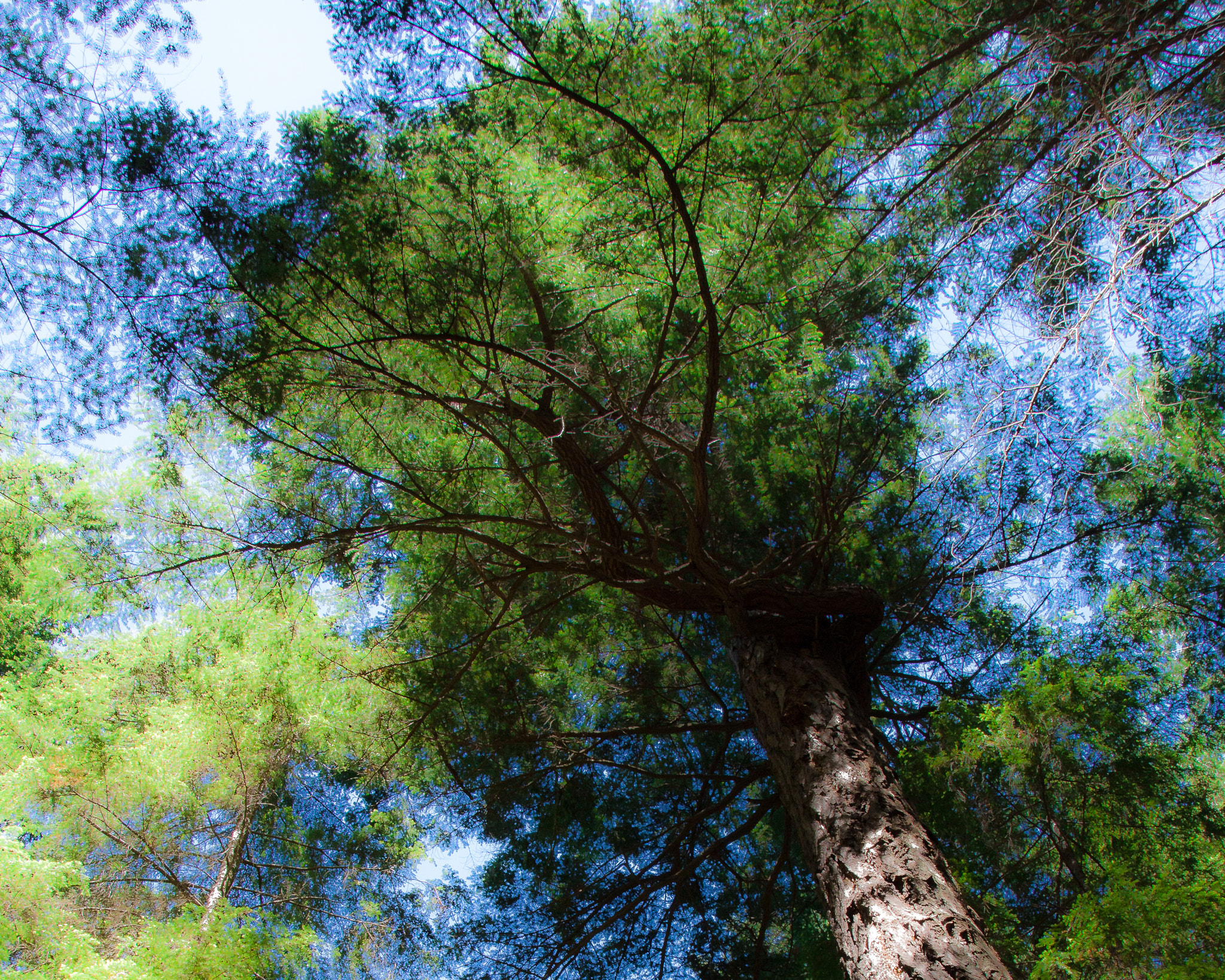 Sigma 18-250mm F3.5-6.3 DC OS HSM sample photo. Lacey light through a savary tree photography