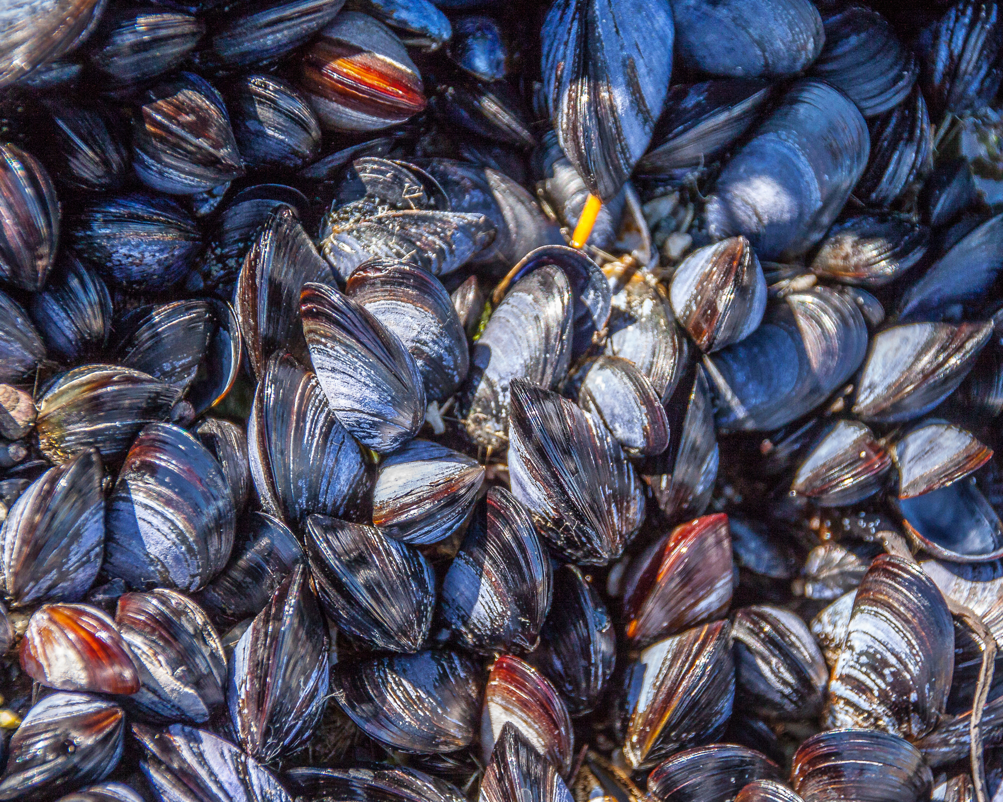 Canon EOS 50D + Sigma 18-250mm F3.5-6.3 DC OS HSM sample photo. Y mussels photography