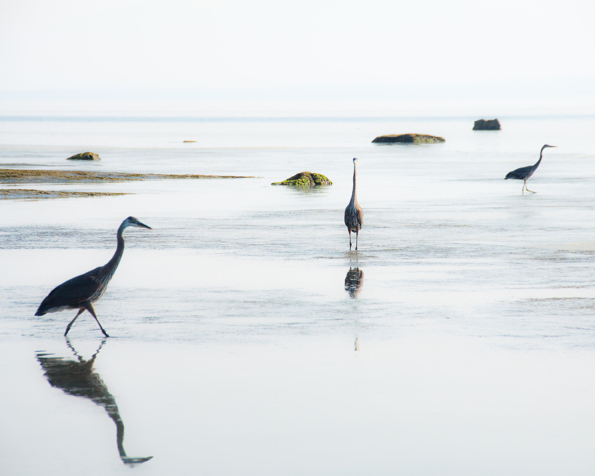 Sigma 18-250mm F3.5-6.3 DC OS HSM sample photo. Three blue herons left to right photography