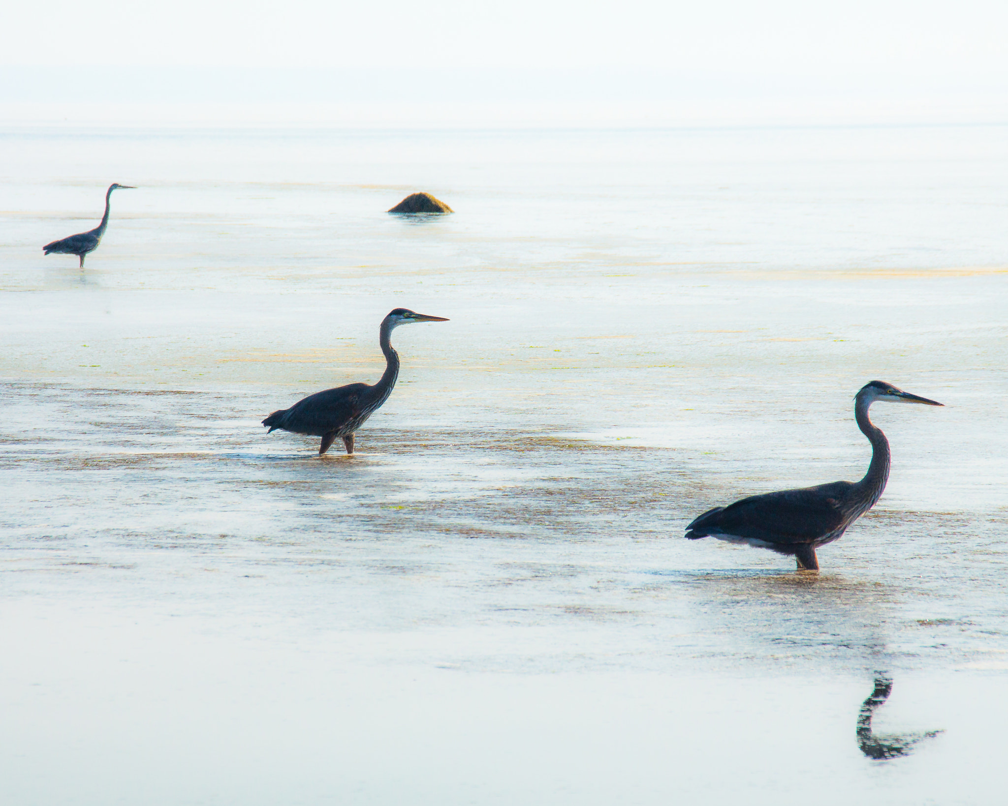 Sigma 18-250mm F3.5-6.3 DC OS HSM sample photo. Three blue herons left to right photography
