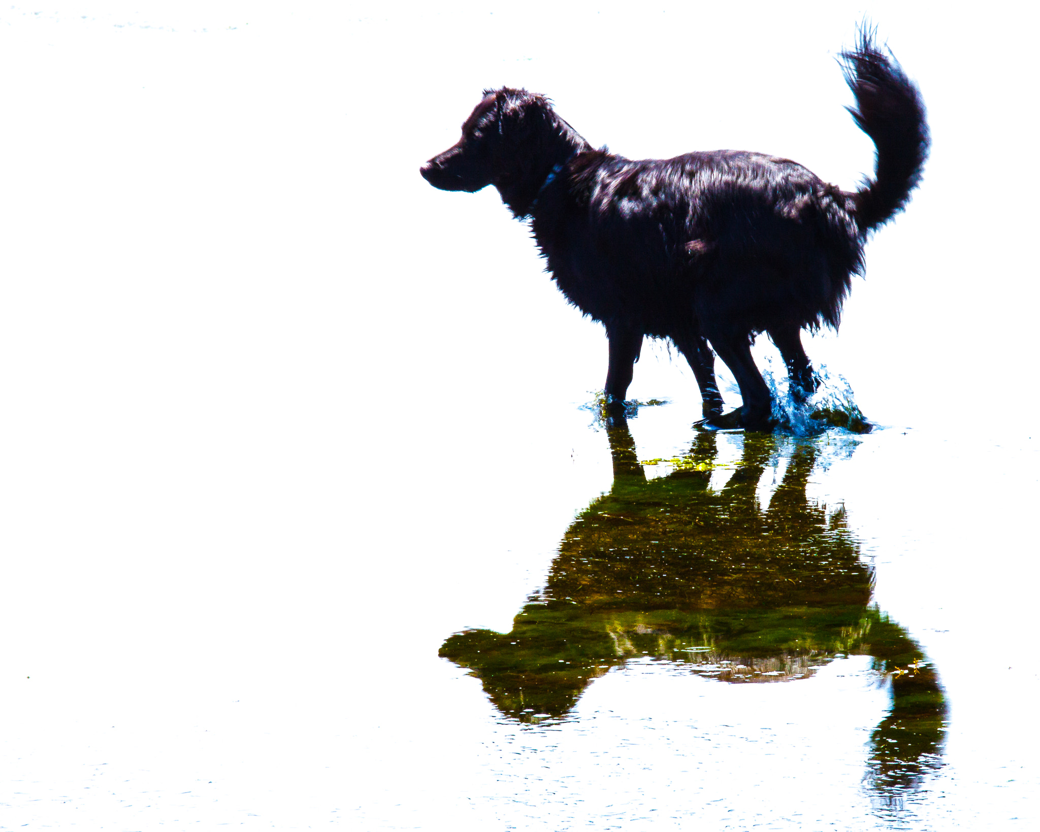 Sigma 18-250mm F3.5-6.3 DC OS HSM sample photo. Zammy and his reflection photography