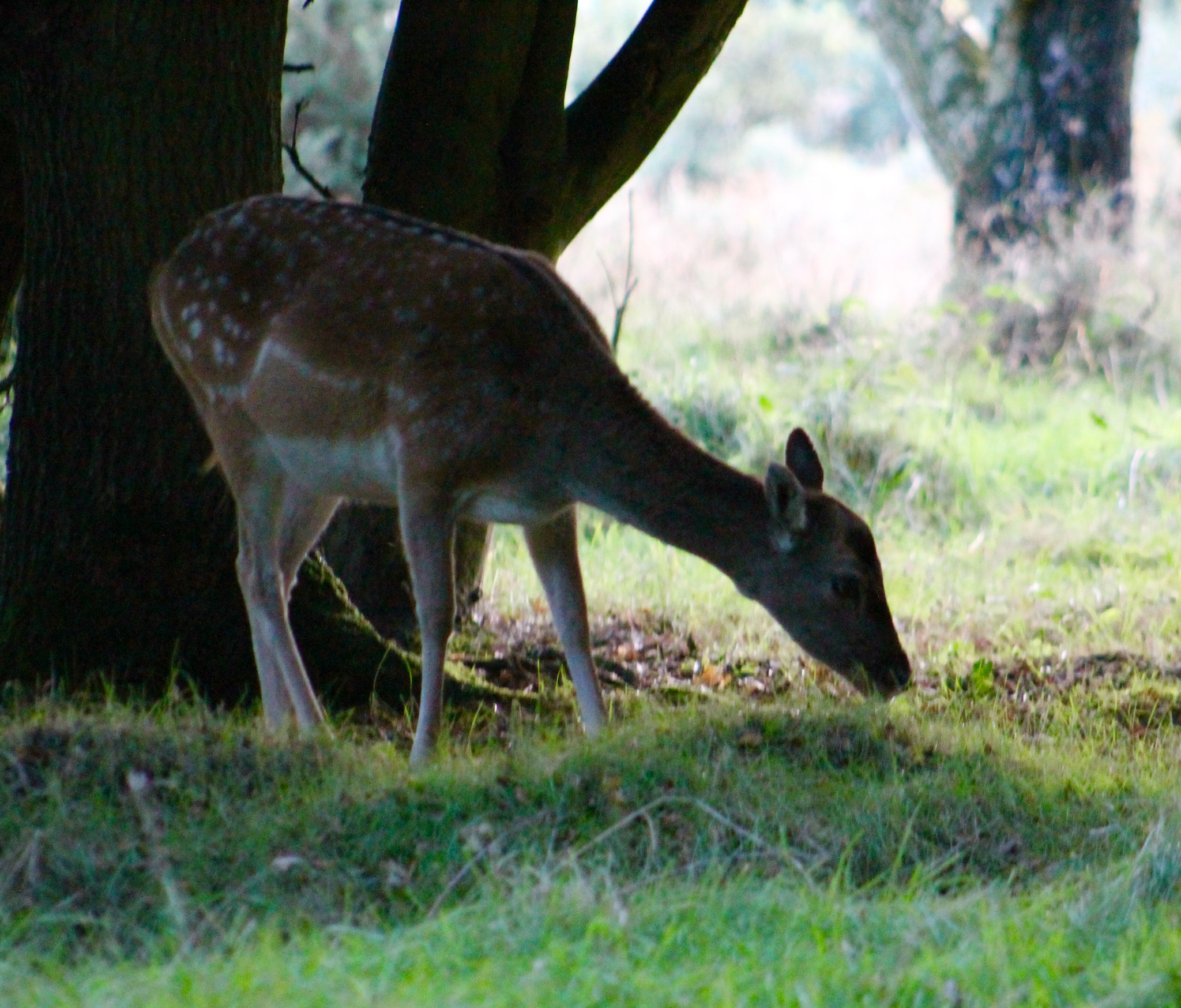 Canon EF75-300mm f/4-5.6 sample photo. Foraging at dusk photography