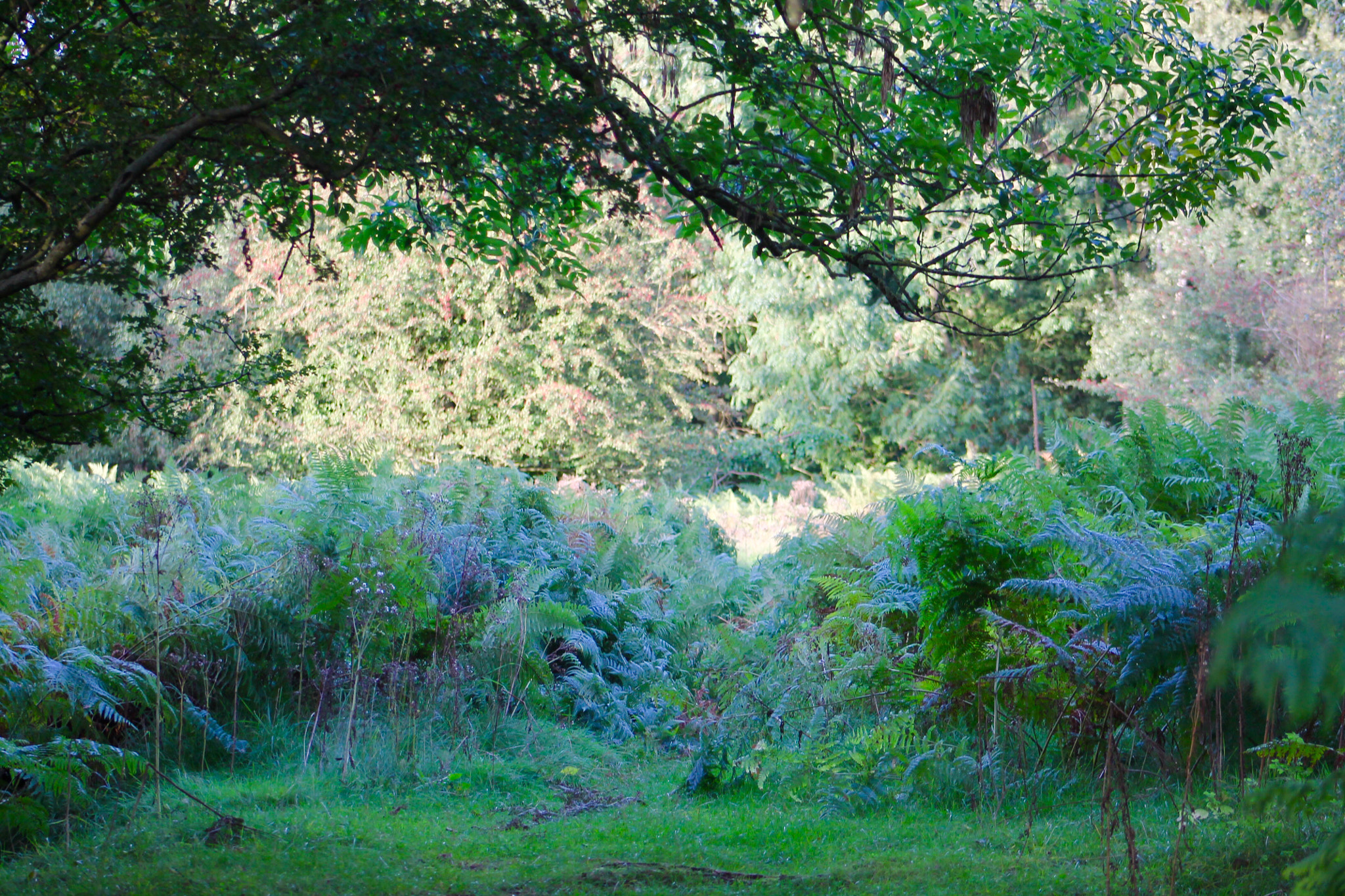 Canon EF75-300mm f/4-5.6 sample photo. Twilight turning green ferns blue on cannock chase photography