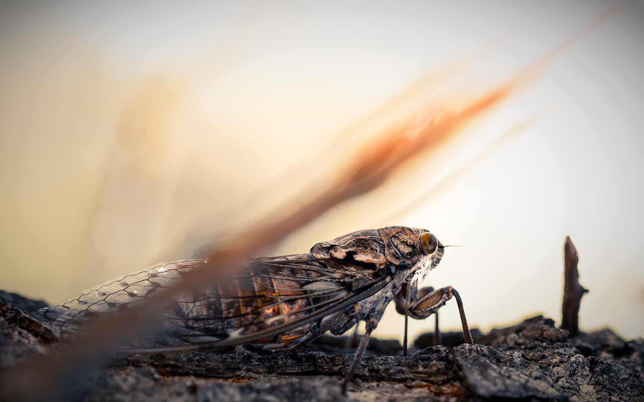 Canon EOS 80D + Canon EF 100mm F2.8L Macro IS USM sample photo. The cicada having sung all summer long,... photography