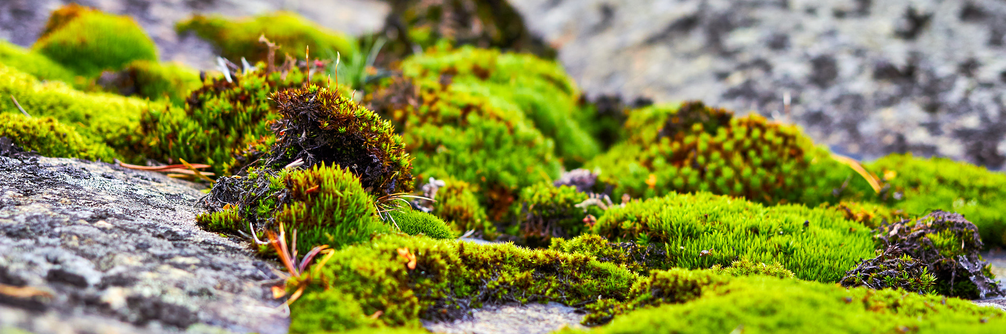 Canon EF 40mm F2.8 STM sample photo. Green moss in finland photography