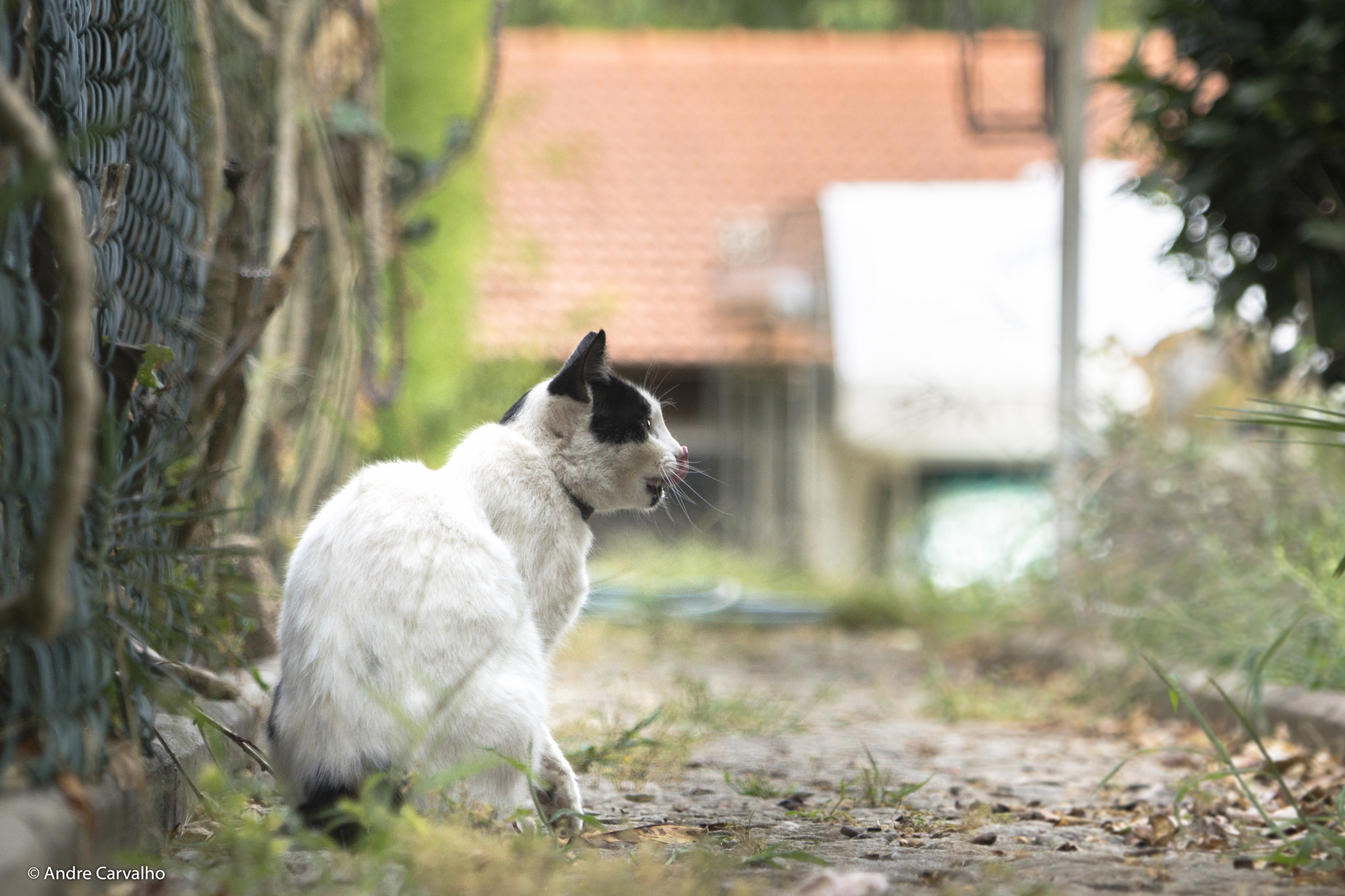 24-240mm F3.5-6.3 OSS sample photo. Next meal in line-of-sight photography