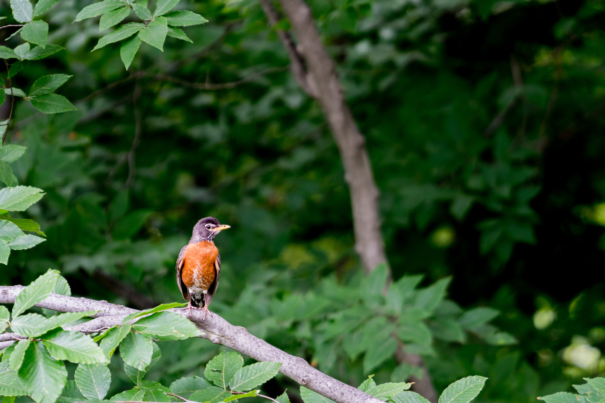 Sony a7R II + Canon EF 70-200mm F4L USM sample photo. Missing companion photography