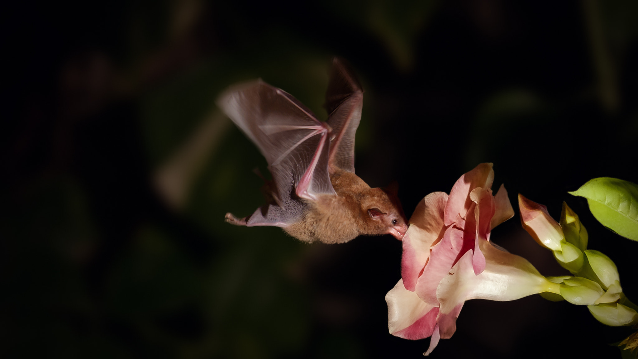 Tamron SP 70-200mm F2.8 Di VC USD sample photo. Batman photography