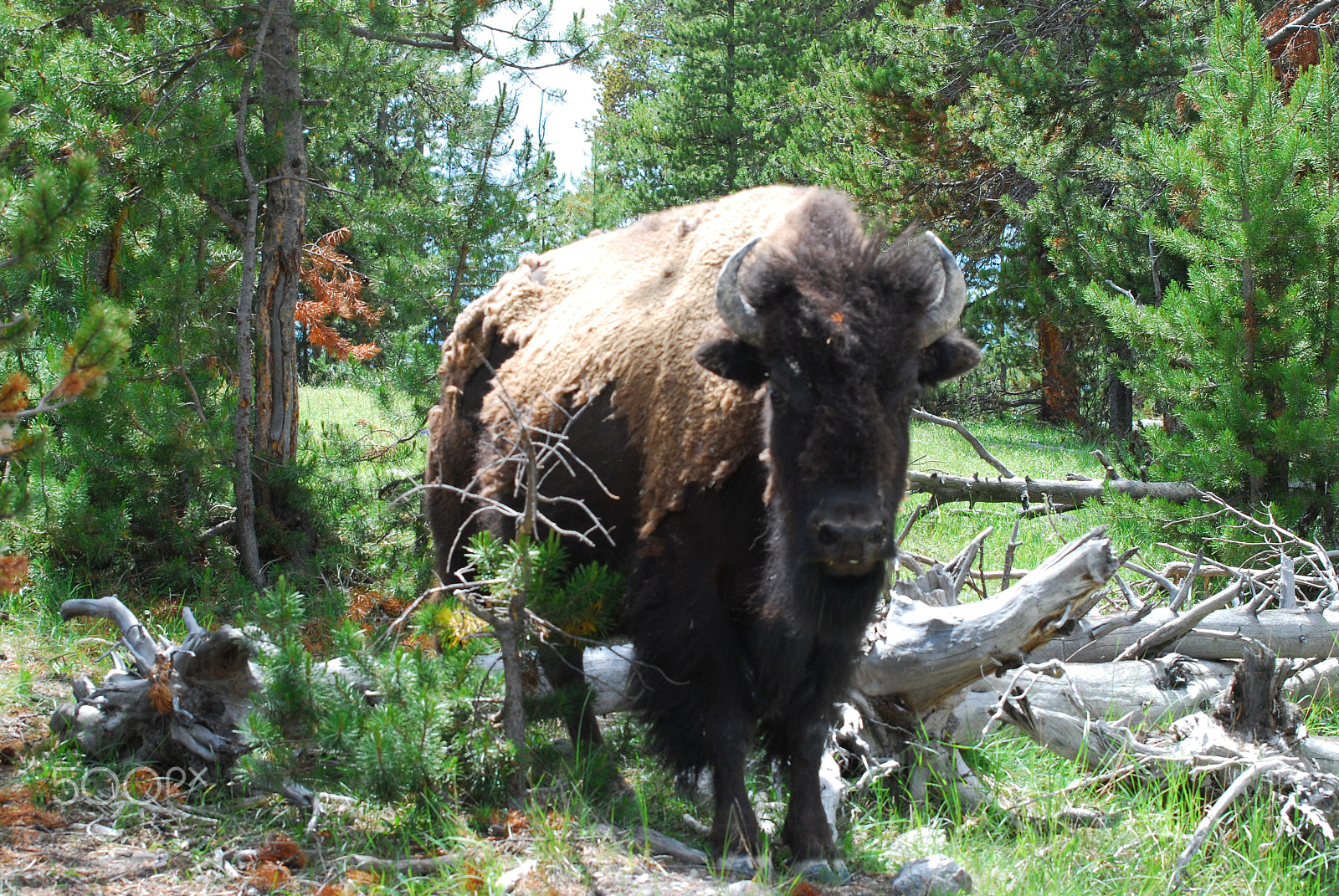 Nikon D40X sample photo. While visiting yellowstone park we stopped to take ... photography