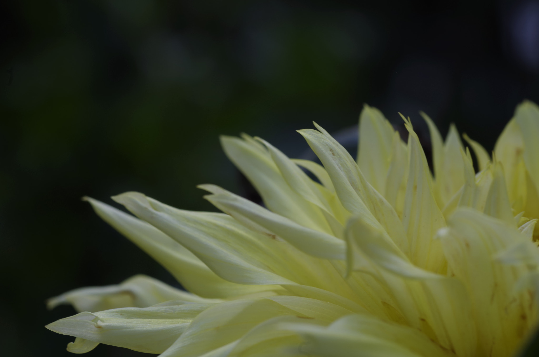 Tamron SP AF 90mm F2.8 Di Macro sample photo. Suspiciously photography