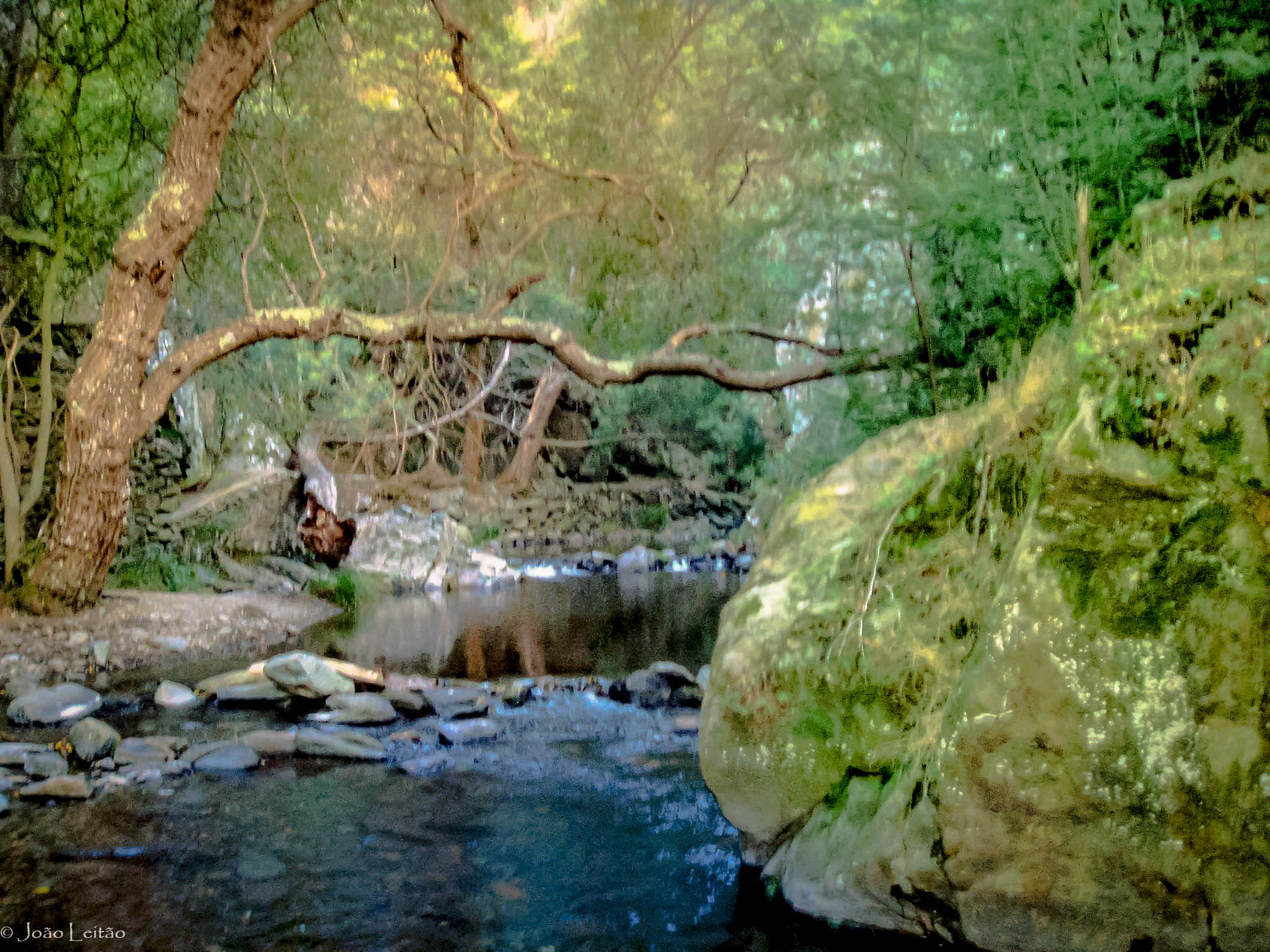 Olympus u10D,S300D,u300D sample photo. The endless forest photography