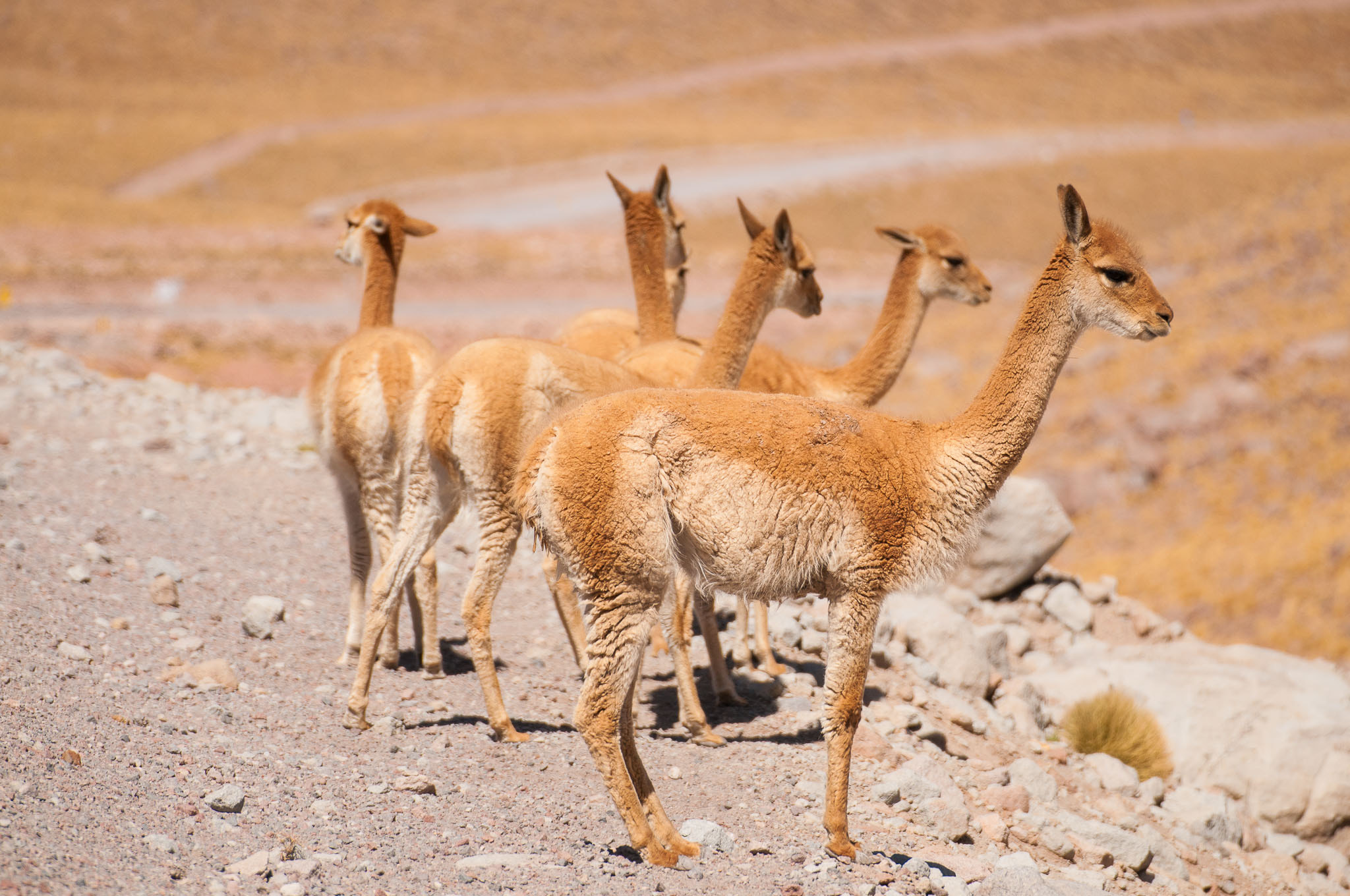 Nikon D300 sample photo. Vicuñas photography