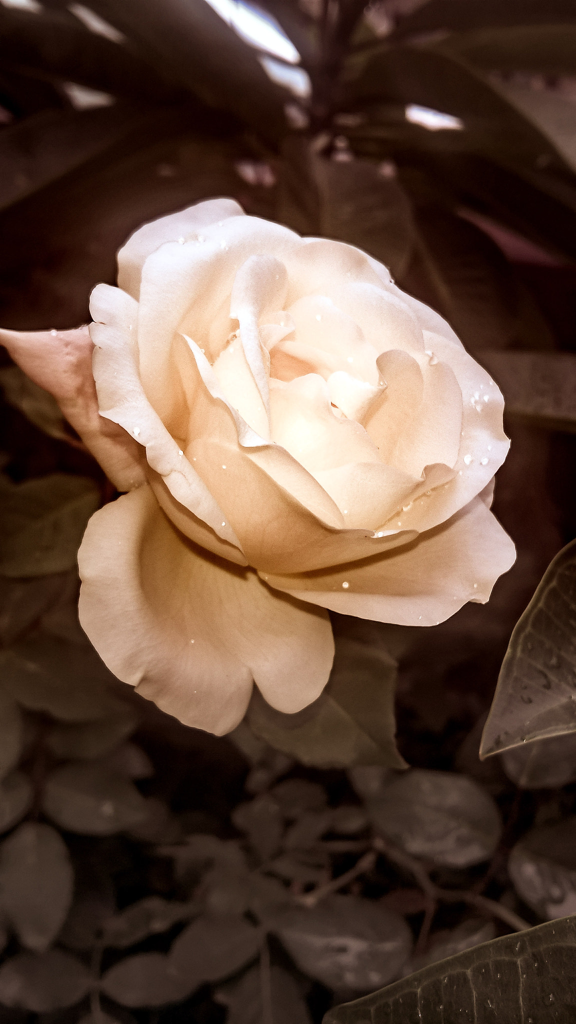Microsoft Lumia 640 XL sample photo. Rosa photography