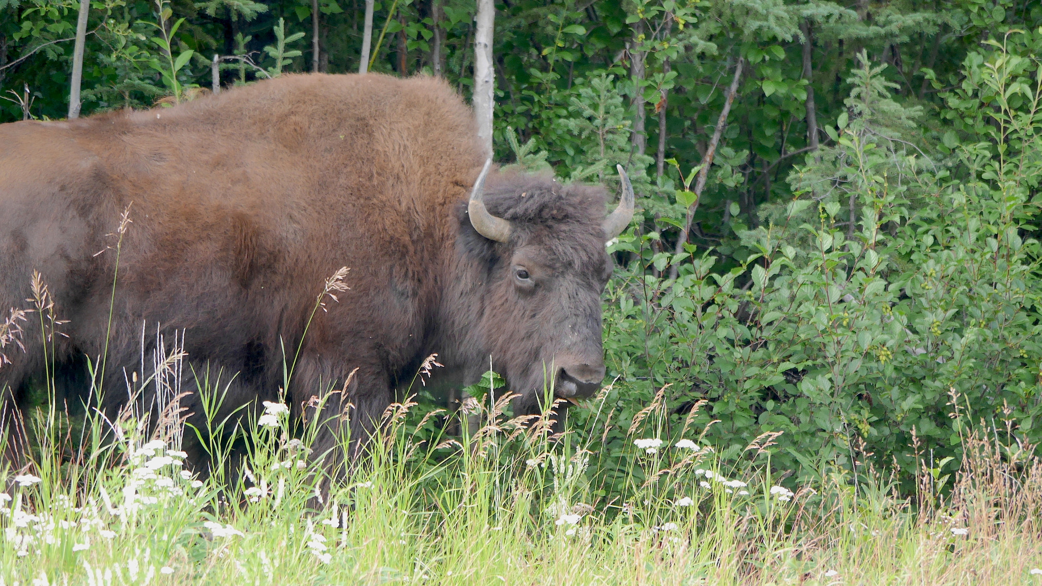 Panasonic Lumix DMC-GX7 sample photo. Alberta bison - last of the mega fauna photography