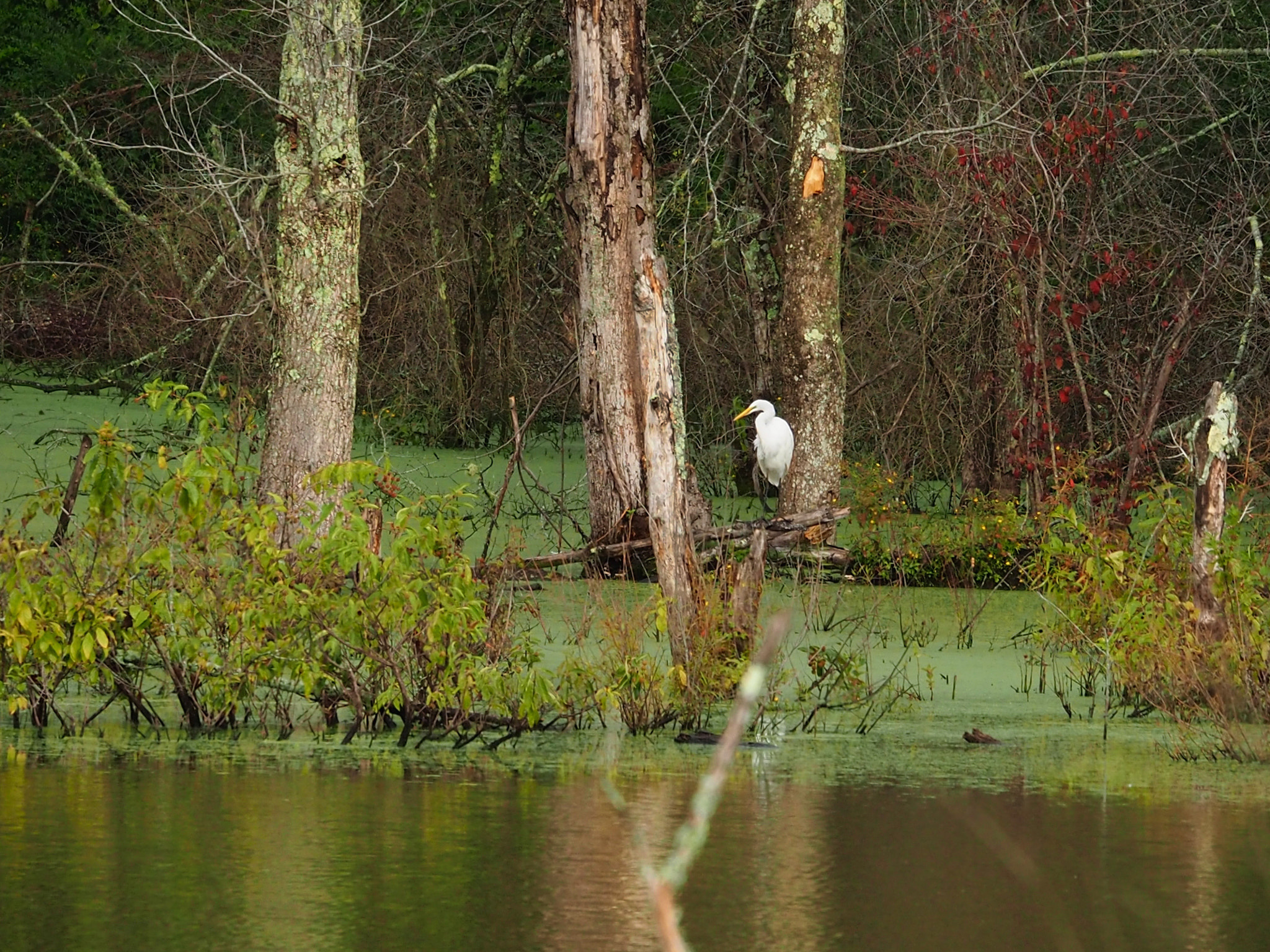 Olympus OM-D E-M5 II sample photo. Egret pond photography