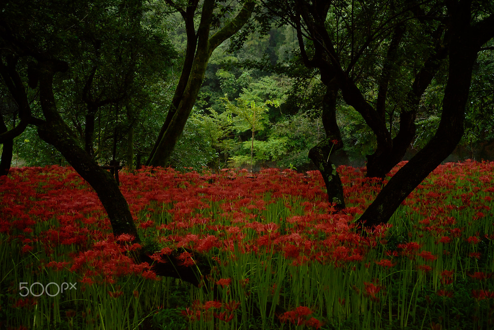 Nikon AF Micro-Nikkor 60mm F2.8D sample photo. Spider lily, kinchakuda photography