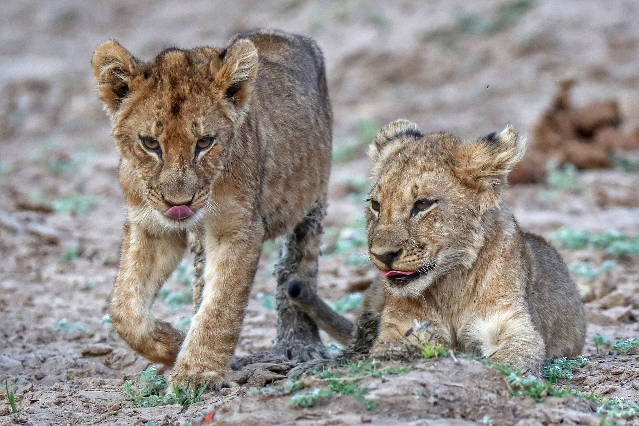 Canon EF 200-400mm F4L IS USM Extender 1.4x sample photo. Lion cubs stay close with their pride within zambia's south luangwa national park. photography