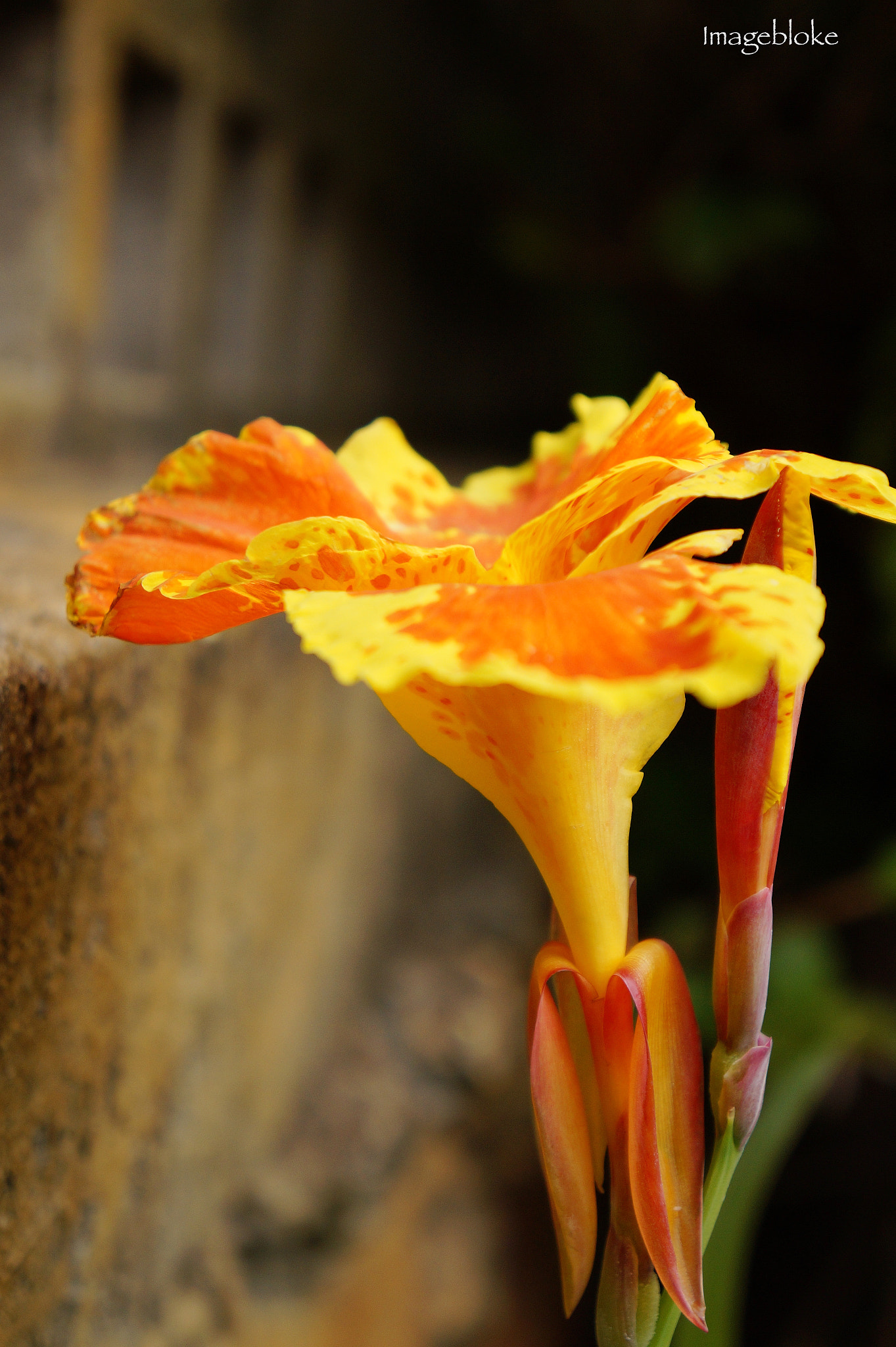 Tamron 18-200mm F3.5-6.3 Di III VC sample photo. Www.imagebloke.blogspot.com photography
