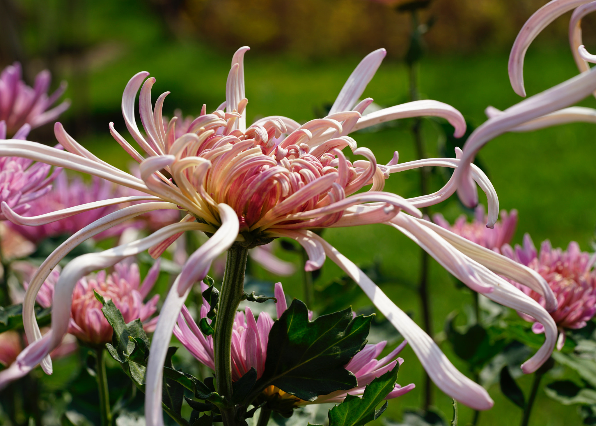 Sony a7 II + Sony FE 90mm F2.8 Macro G OSS sample photo. 蟹味菊 photography