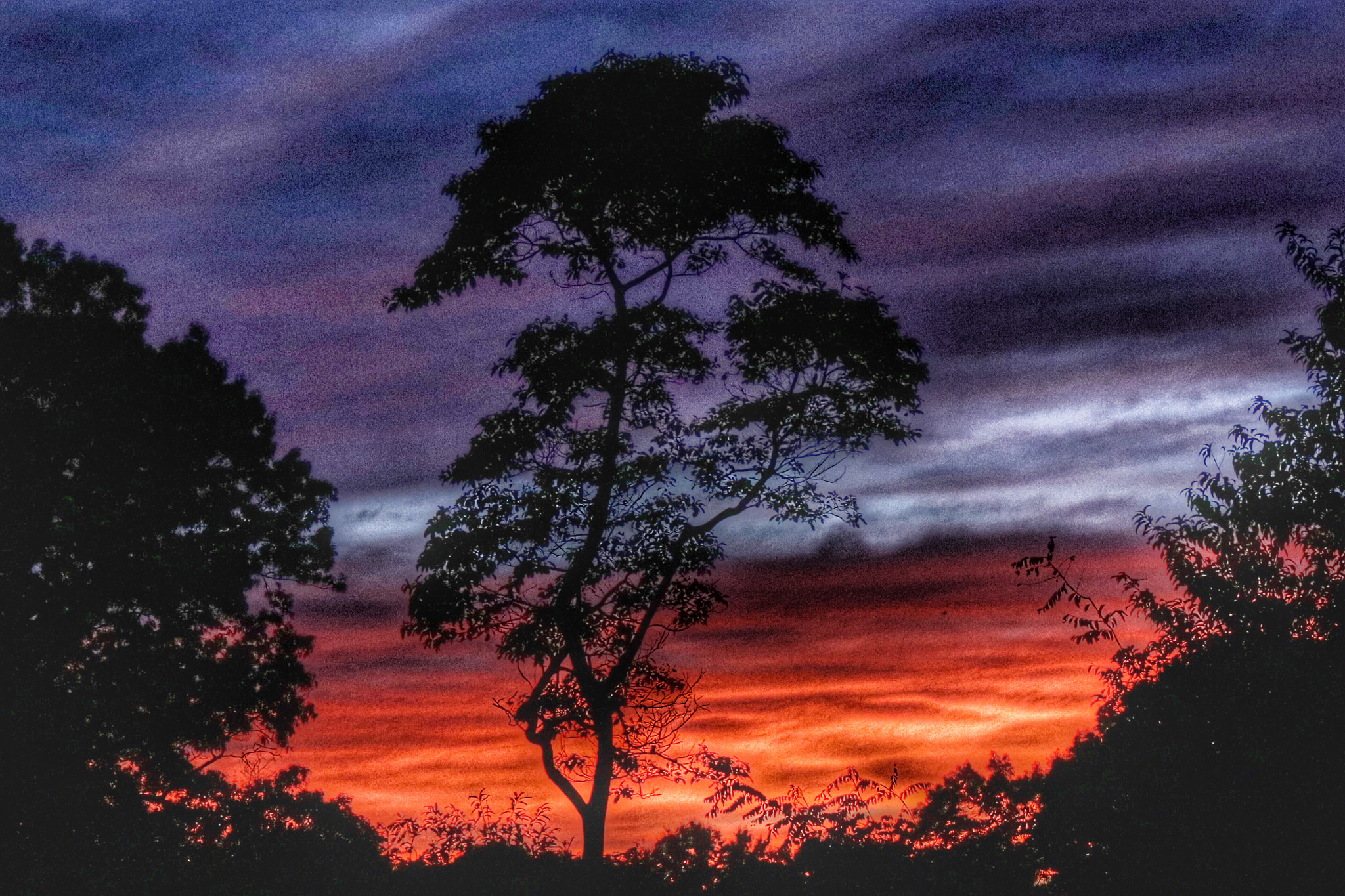 Canon EF 24-70mm F4L IS USM sample photo. The sunset in fall shows it's brilliant colors behind a tree in silhouette. photography