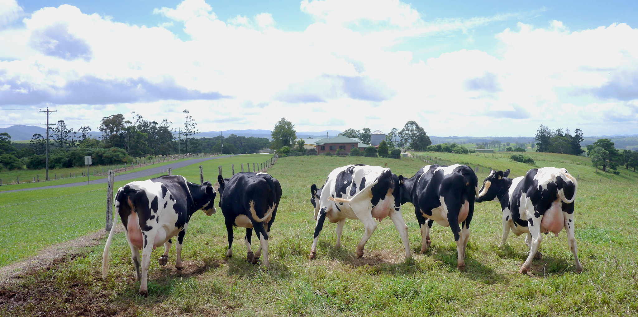 Panasonic Lumix DMC-GX1 sample photo. Millaa milla cows gossiping photography