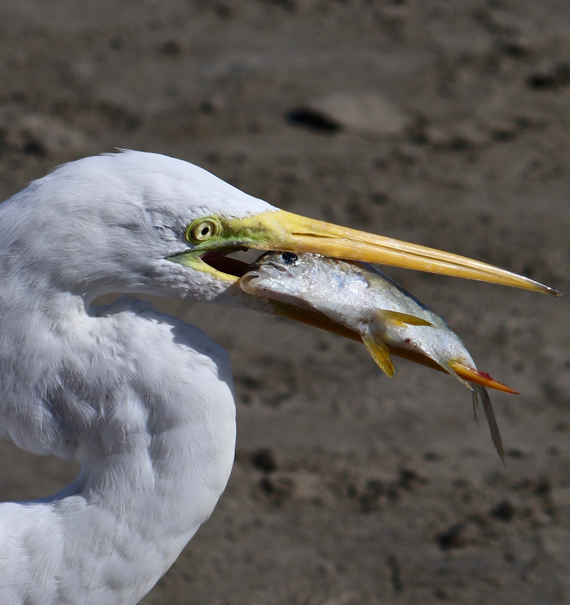 Canon EOS 80D + EF75-300mm f/4-5.6 sample photo. Egret - cartagena, columbia photography