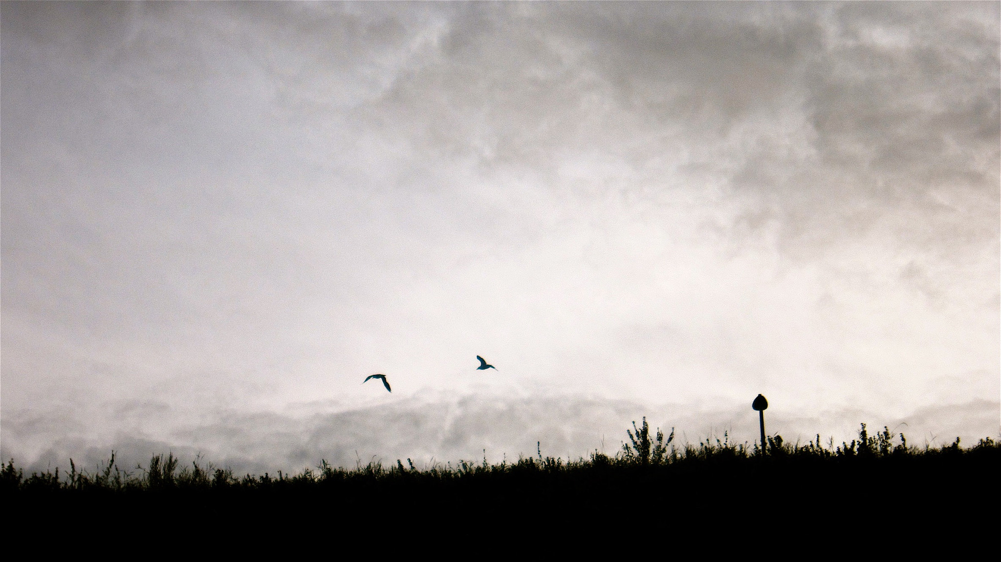 Canon PowerShot SD4000 IS (IXUS 300 HS / IXY 30S) sample photo. Walking back along the beach i  managed to catch these 2 beauties flying across my path....... photography