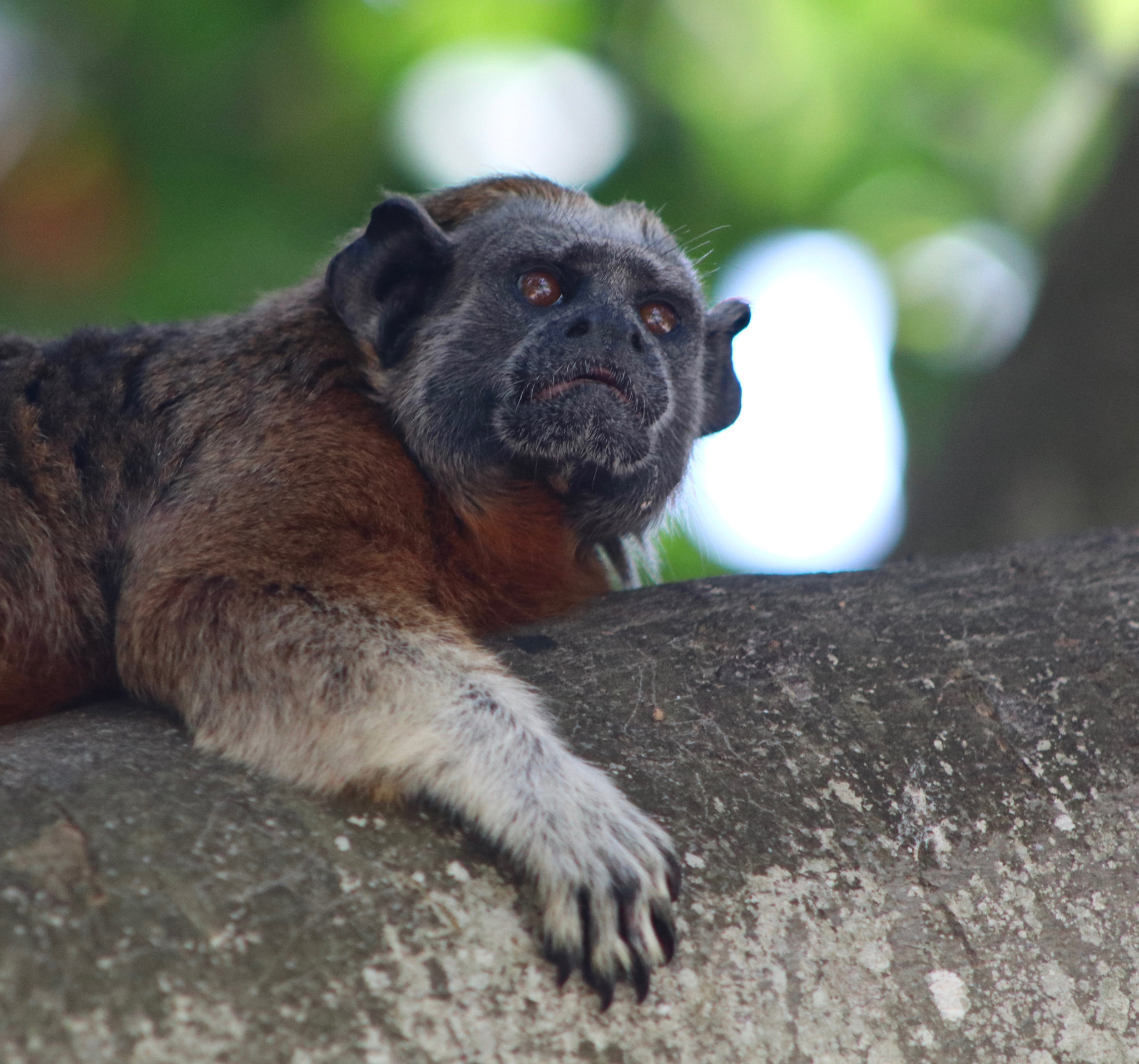 Canon EOS 80D + EF75-300mm f/4-5.6 sample photo. Tamarin - cartagena, columbia photography