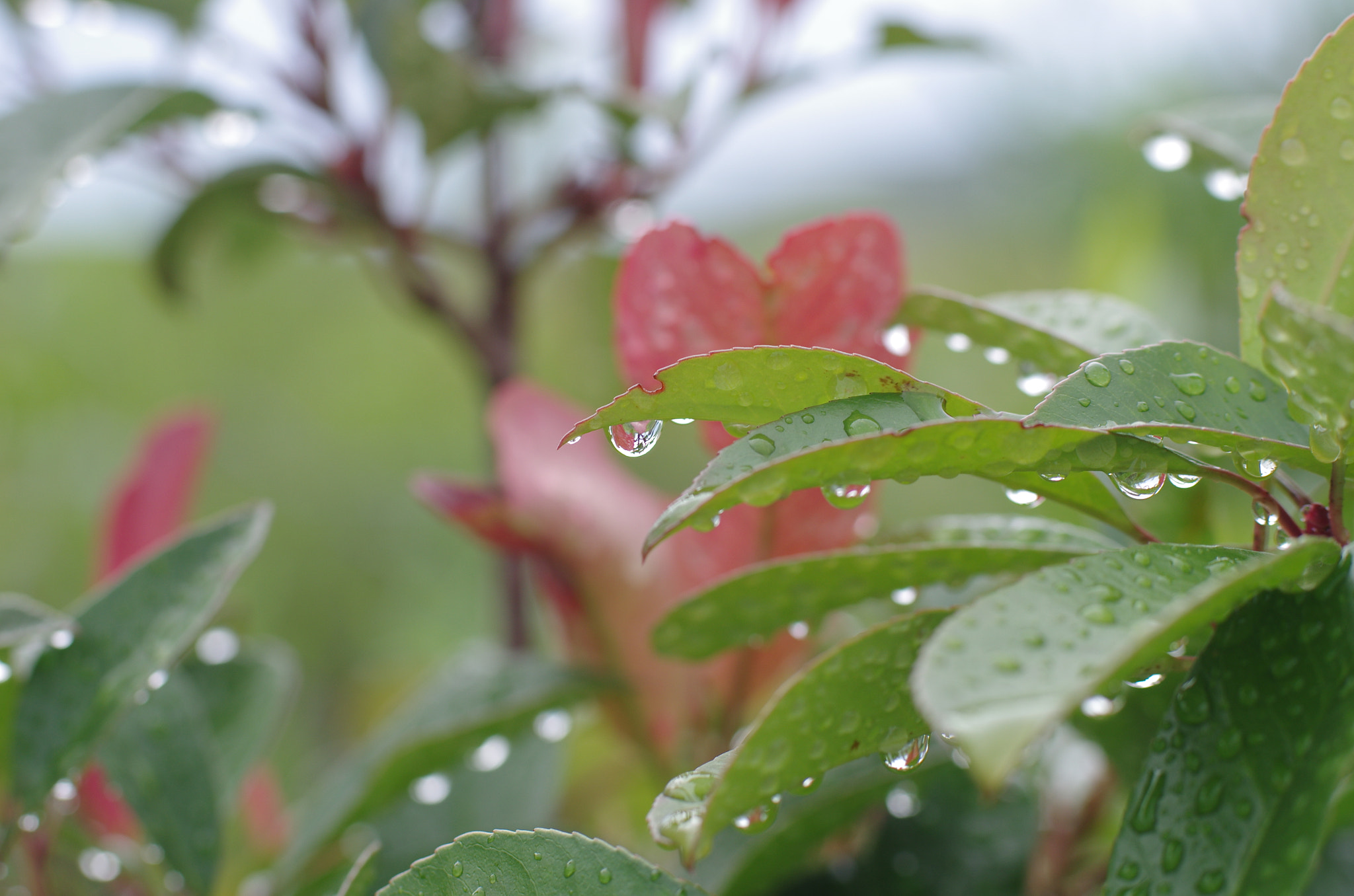 Pentax K-5 + Pentax smc DA* 55mm F1.4 SDM sample photo. After raining photography