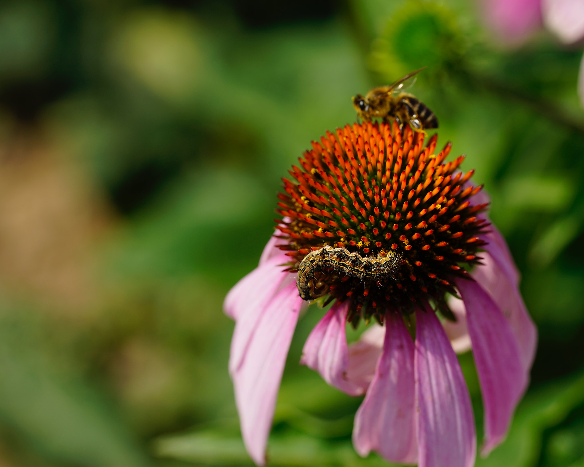 Sony a7 II + Sony FE 90mm F2.8 Macro G OSS sample photo. 前生后世 photography