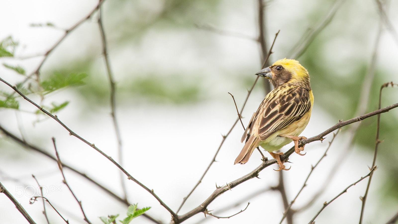 150-600mm F5-6.3 DG OS HSM | Contemporary 015 sample photo. Img photography