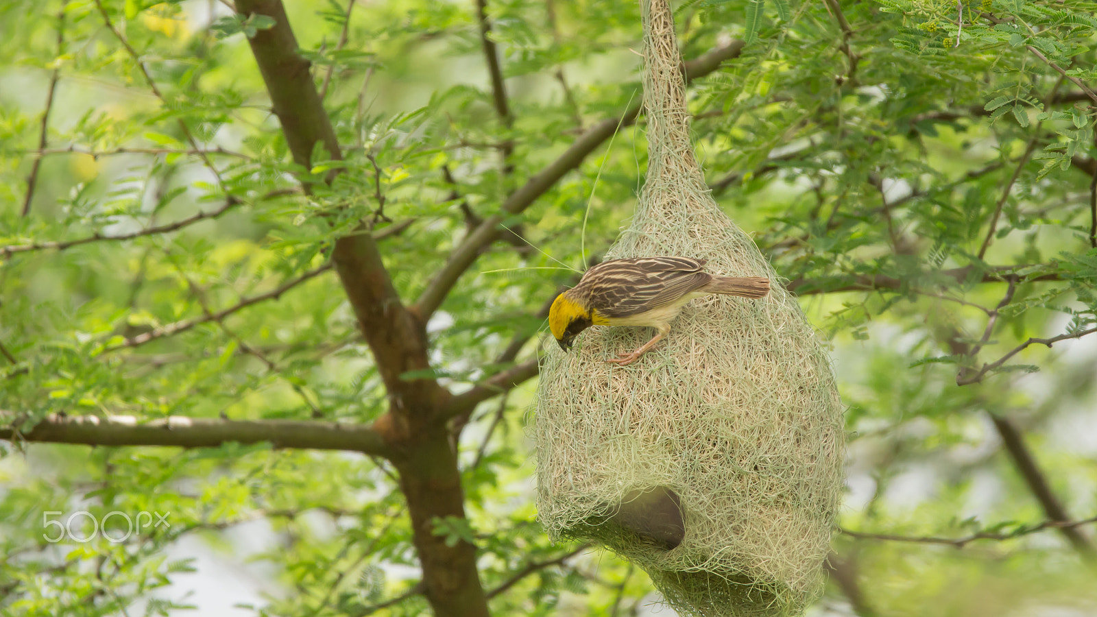 150-600mm F5-6.3 DG OS HSM | Contemporary 015 sample photo. Img photography