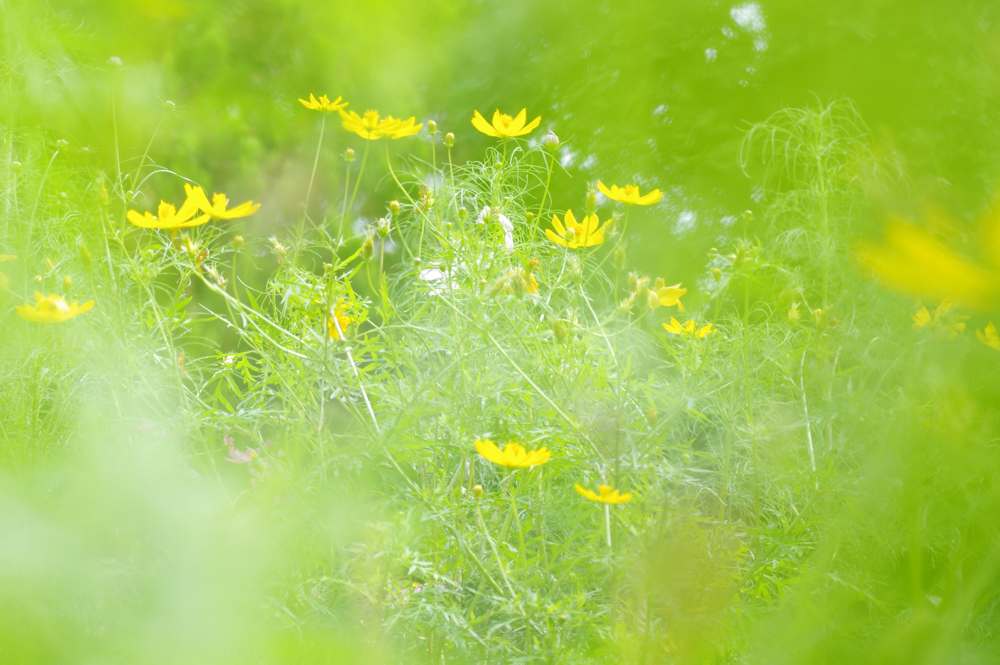 Tamron SP AF 90mm F2.8 Di Macro sample photo. The world of yellow photography