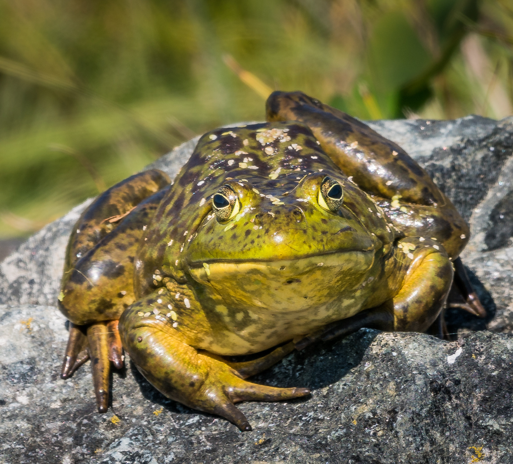 Sony a7R II + Canon EF 600mm F4L IS II USM sample photo. Big boy photography