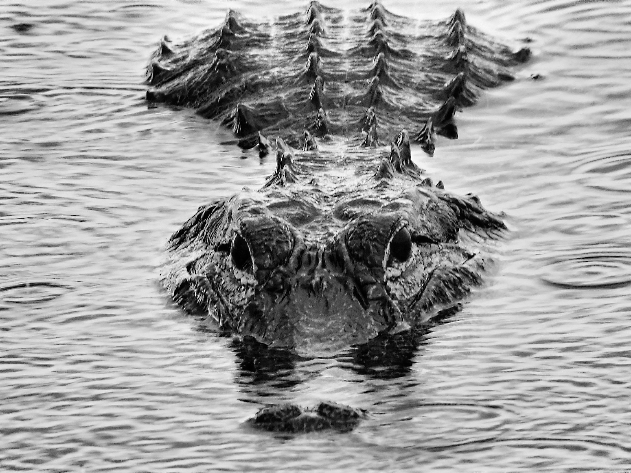 Fujifilm FinePix S8500 sample photo. Alligator in fort myers florida photography