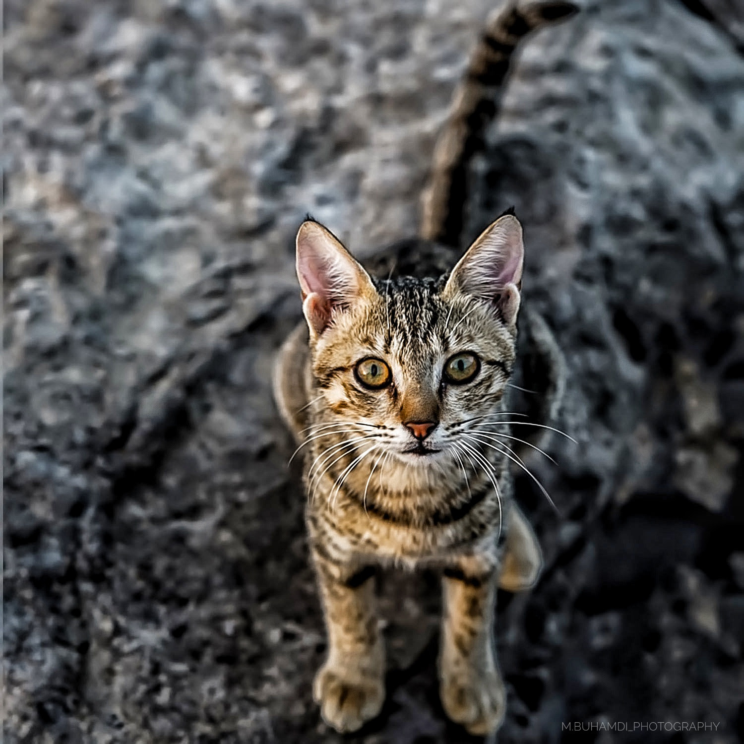 Sony FE 85mm F1.4 GM sample photo