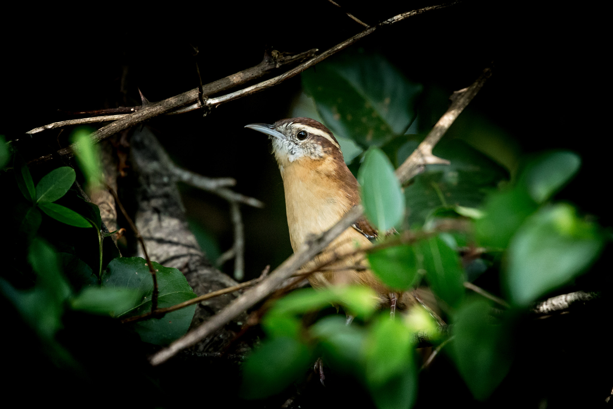 Canon EOS-1D X sample photo. Rgp_8069-2.jpg photography